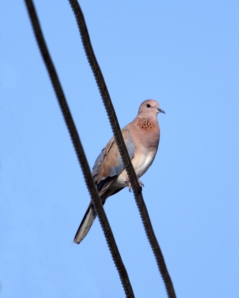 Tortora delle palme (Spilopelia senegalensis)